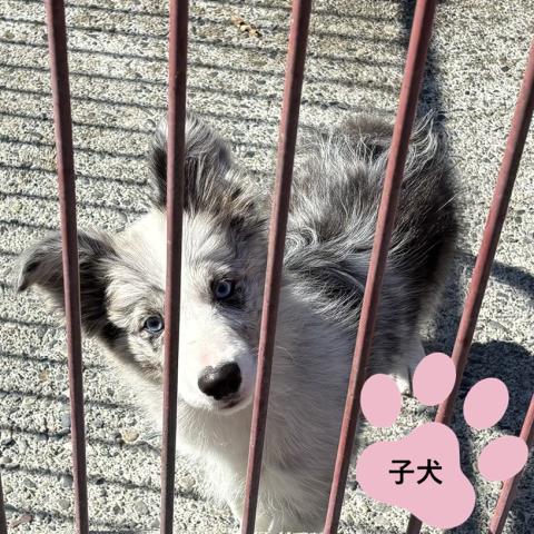 ボーダー・コリー